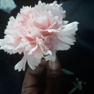 Meet your Posher, Paula